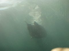 IMG_0531