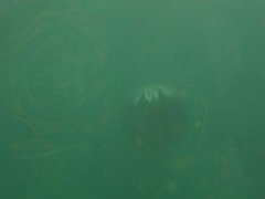 IMG_0532