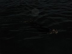 IMG_0541