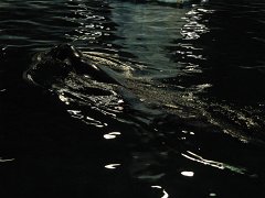 IMG_0543