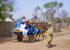 705010697  Sénégal - Région du Siné Saloum - Départ pour un mariage : Géographie, Afrique, Sénégal, Arbre, Animal, Vertébré, Mammifère, Placentaire, Ongulé, Périssodactyle, Cheval, Chaleur, Chariot, Charrette, Ciel, Départ, Environnement, Horizon, Mariage, nature, naturel, Personnage, Région, roue, tourisme, Transport, Ensoleillé, Afrique de l'Ouest, Effet de lumière, Siné Saloum