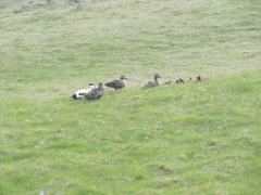 2016-06-15_-_17-32-35_-_IMG_7178_-_by_Sylvie_Canon_Powershot_SX200