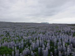2016-06-16_-_12-40-53_-_IMG_6214_-_by_Isabelle_Canon_Powershot_S95