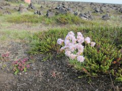 2016-06-16_-_19-19-04_-_IMG_6306_-_by_Isabelle_Canon_Powershot_S95