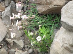2016-06-17_-_13-54-24_-_IMG_7494_-_by_Sylvie_Canon_Powershot_SX200