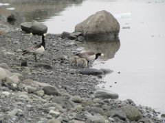 2016-06-18_-_09-14-51_-_IMG_7541_-_by_Sylvie_Canon_Powershot_SX200