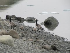 2016-06-18_-_09-19-39_-_IMG_7546_-_by_Sylvie_Canon_Powershot_SX200