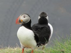 2016-06-18_-_14-35-00_-_IMG_7663_-_by_Sylvie_Canon_Powershot_SX200