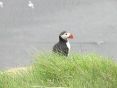 2016-06-18_-_14-37-10_-_IMG_7672_-_by_Sylvie_Canon_Powershot_SX200