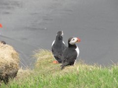 2016-06-18_-_14-42-34_-_IMG_7693_-_by_Sylvie_Canon_Powershot_SX200