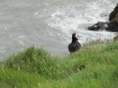 2016-06-18_-_15-02-34_-_IMG_7719_-_by_Sylvie_Canon_Powershot_SX200