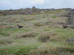 2016-06-18_-_15-23-04_-_IMG_6579_-_by_Isabelle_Canon_Powershot_S95