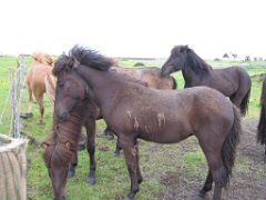 2016-06-20_-_11-58-12_-_IMG_7821_-_by_Sylvie_Canon_Powershot_SX200