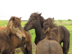 2016-06-20_-_11-58-24_-_IMG_7822_-_by_Sylvie_Canon_Powershot_SX200