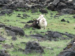 2016-06-20_-_14-16-47_-_IMG_7882_-_by_Sylvie_Canon_Powershot_SX200