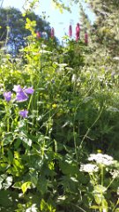2016-07-07 _ 09-33-36 - 20160707_093336 - by Sylvie (S4)