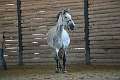07-04-A_Isabelle's_horse 07-04-A_Isabelle's_horse
