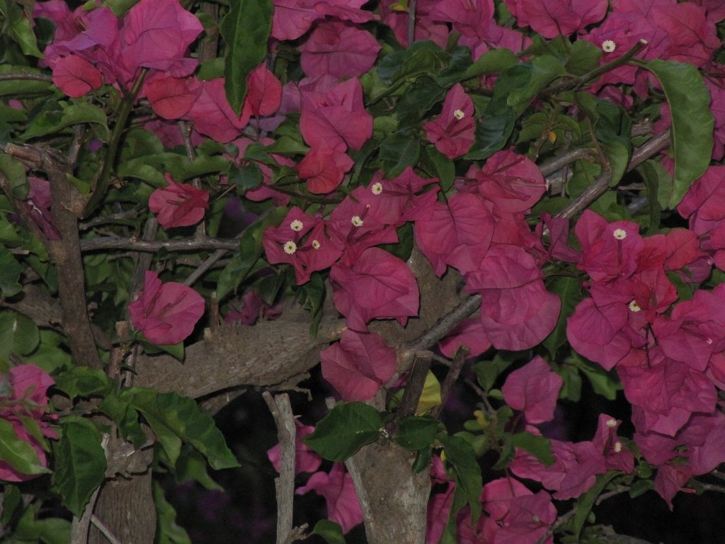 IMG_0320.JPG